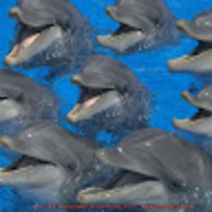 Meet your Posher, Gracie